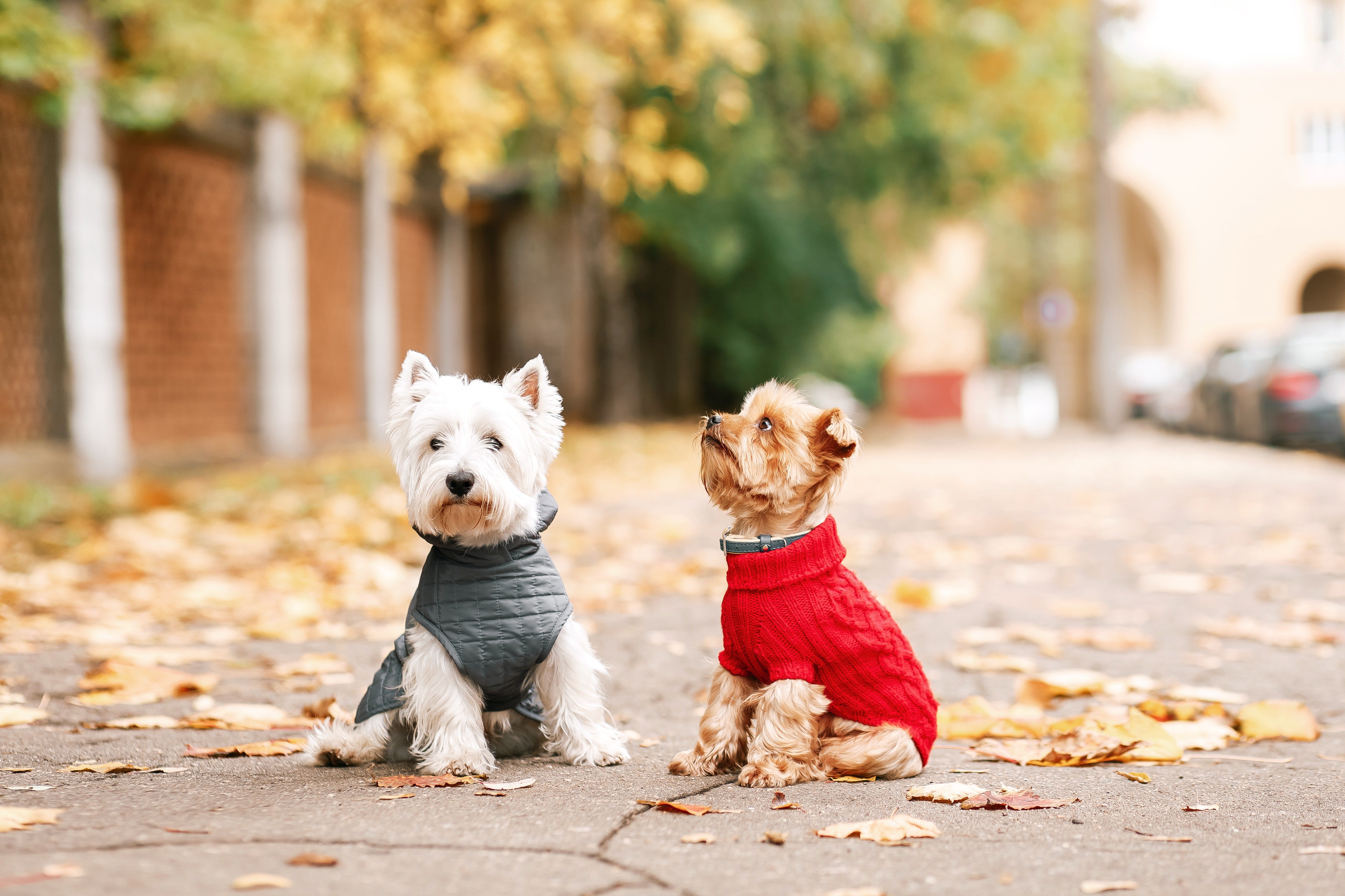 full coverage dog coats