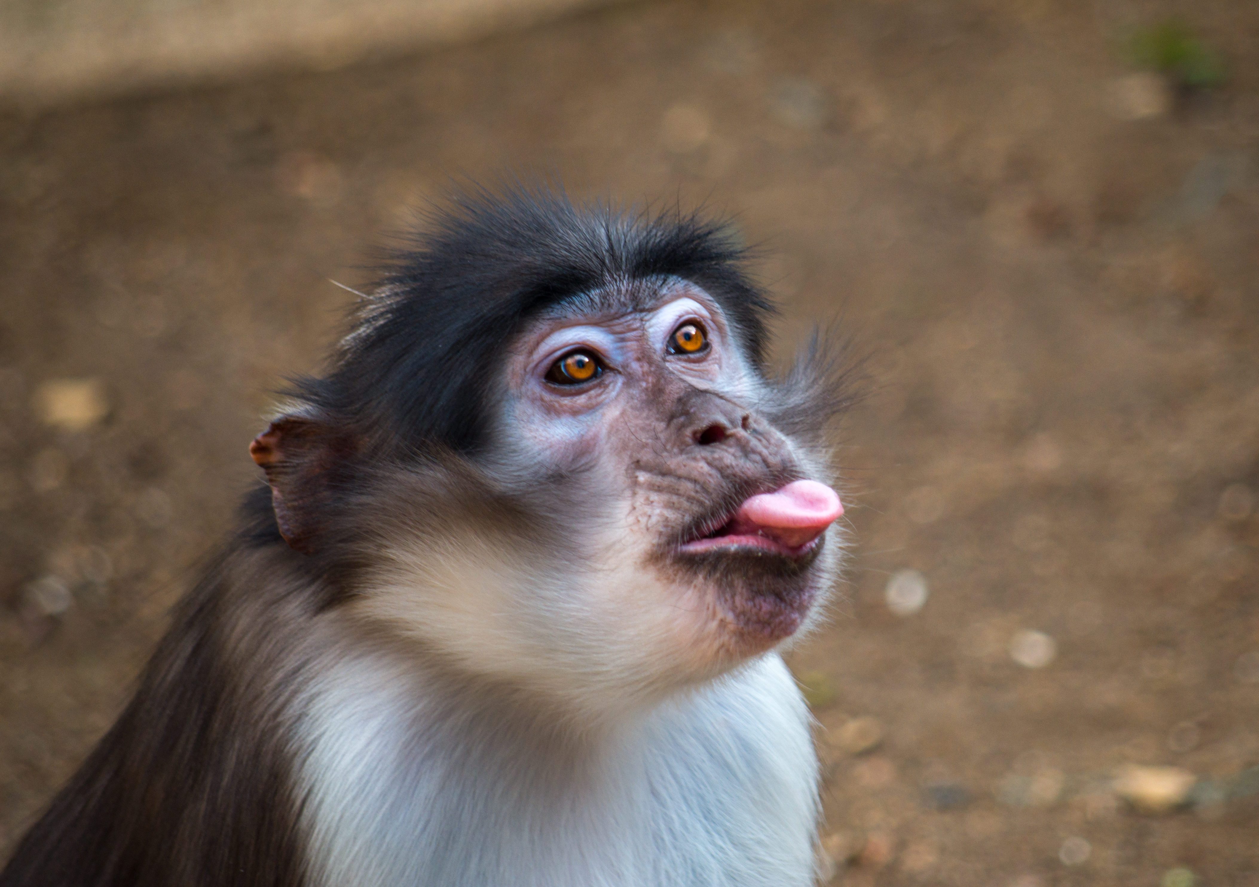 How Many Types of Monkeys Are There in the World? Reader's Digest