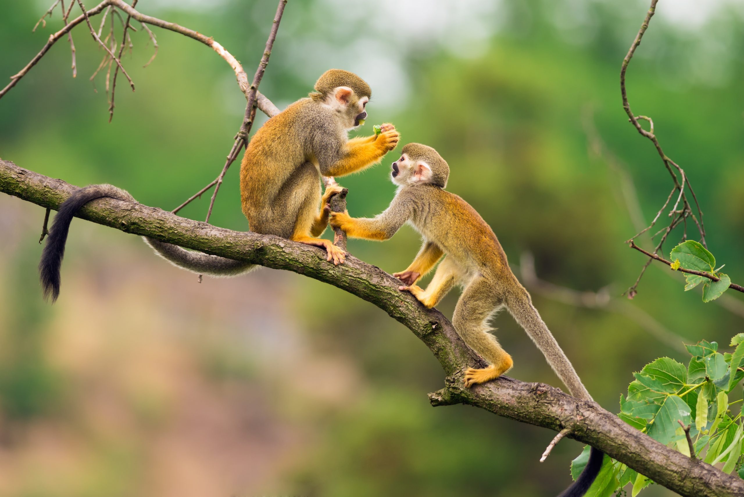 Monkeys, Nature