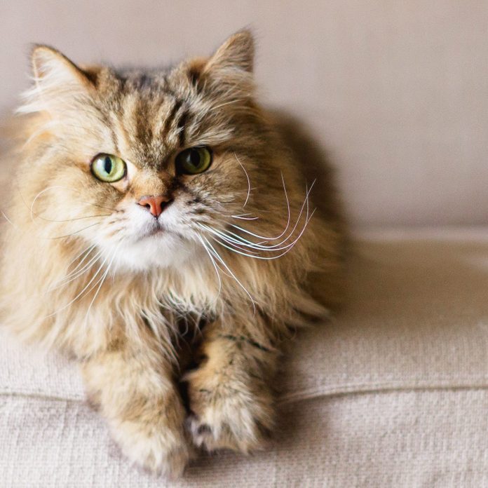 Why Do Cats Meow? | Reader's Digest