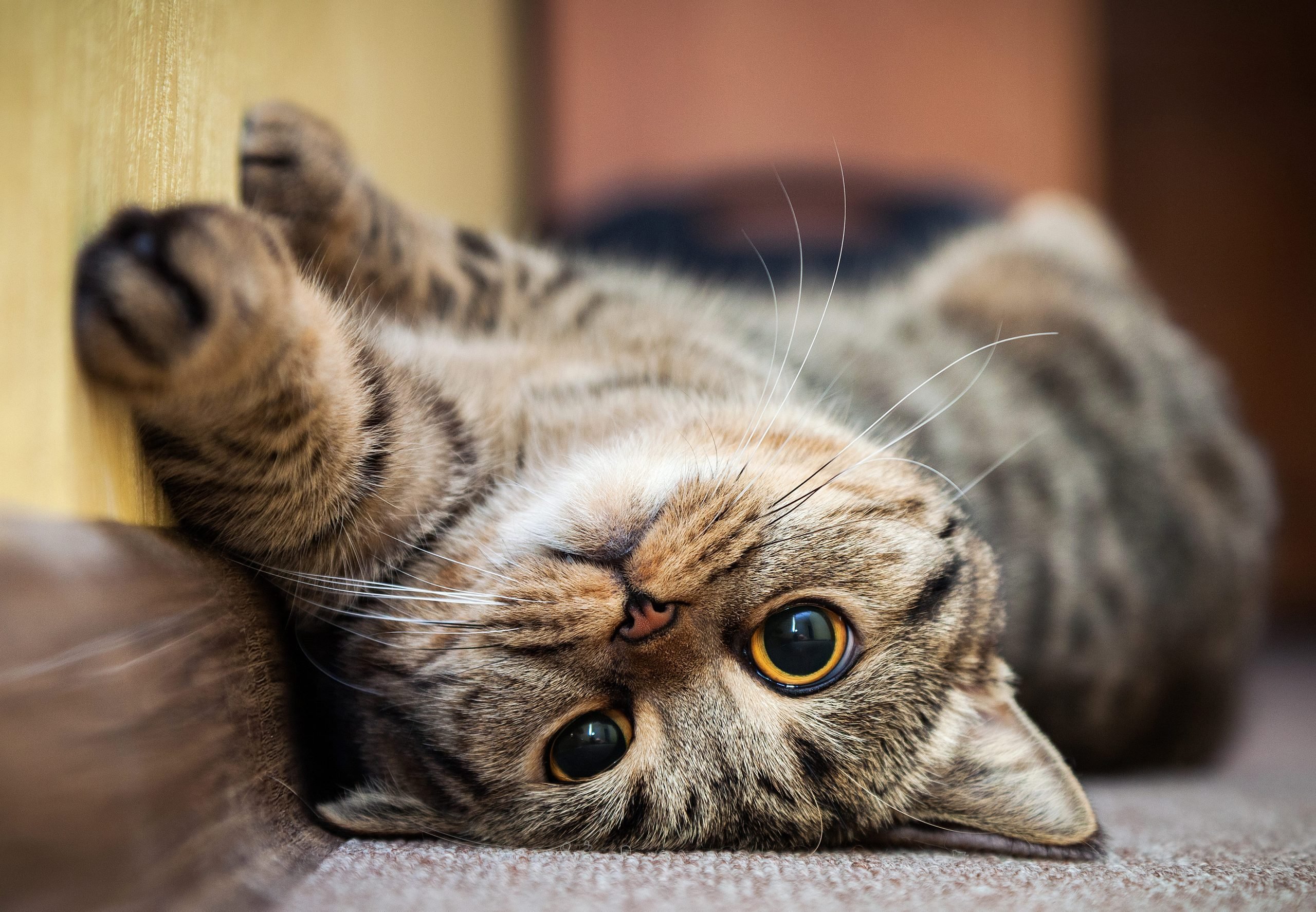 8 Signs Of A Happy Cat & How To Make Your Cat Happier