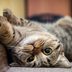 12 Telltale Signs Your Cat Is Happy