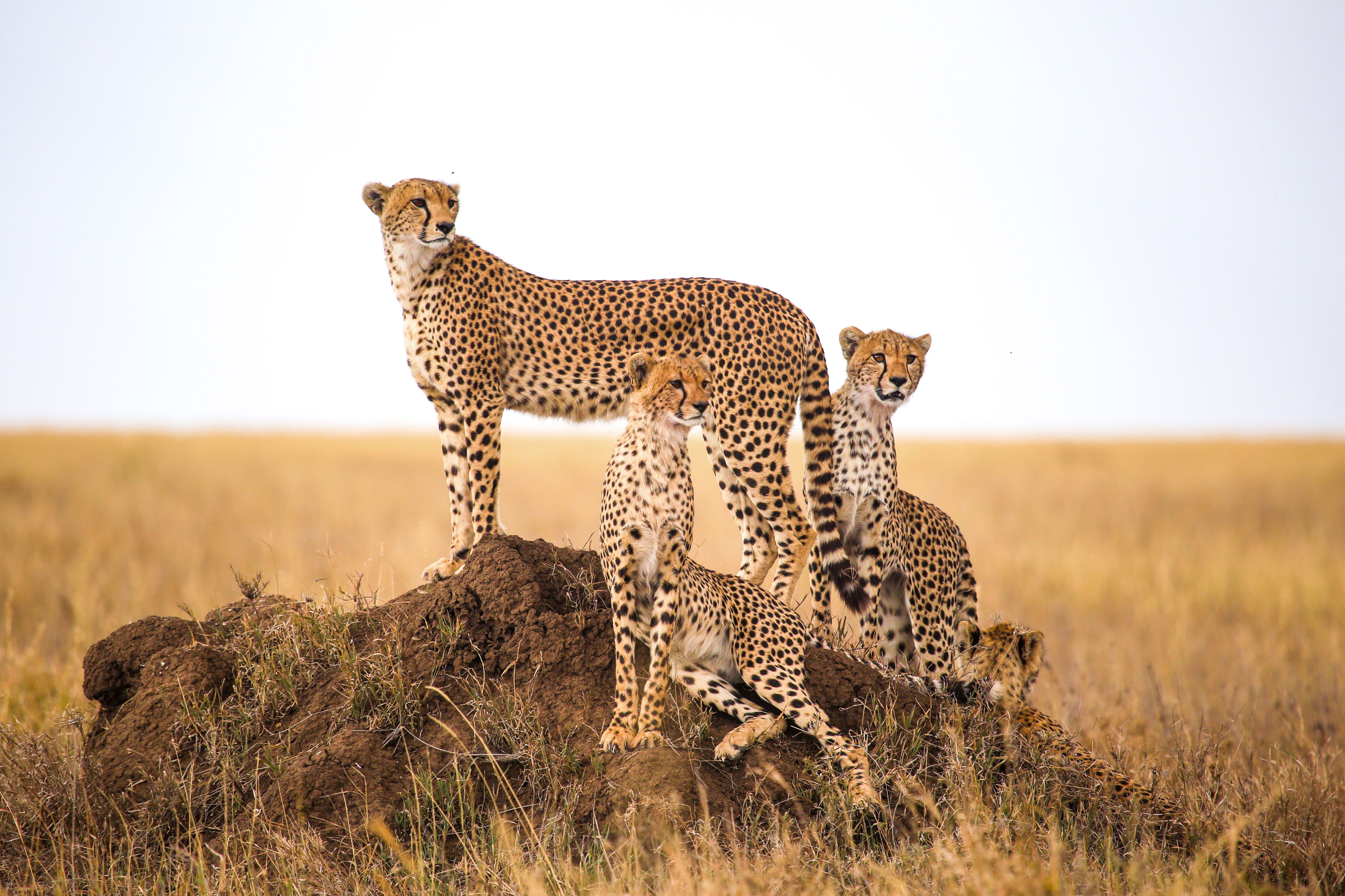 Why Do Cheetahs Have Black Lines On Their Face