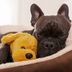 14 Best Dog Beds for Every Type of Dog