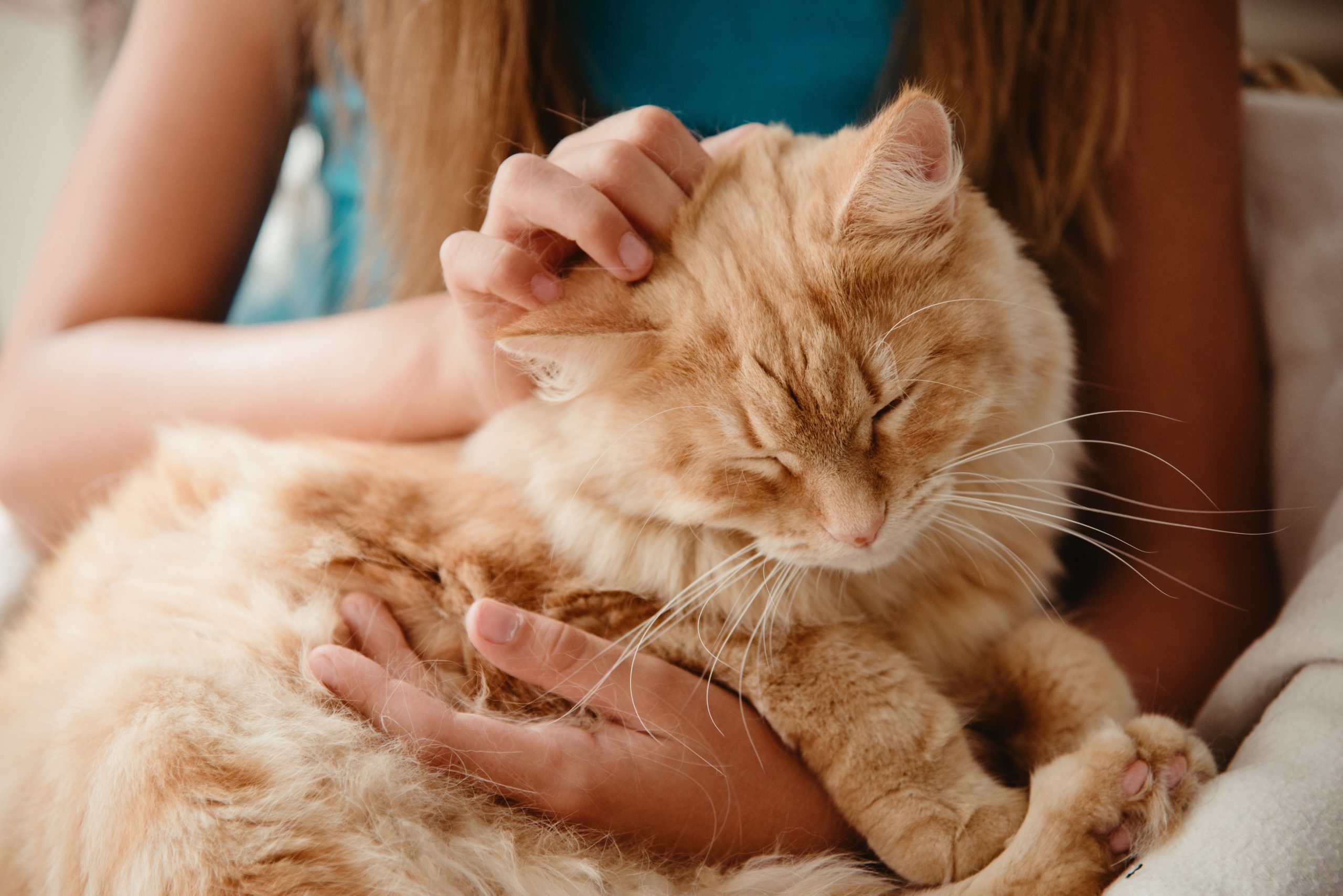 Scaredy Cat? 15 Tried-And-True Tips To Earn Your Cat's Trust
