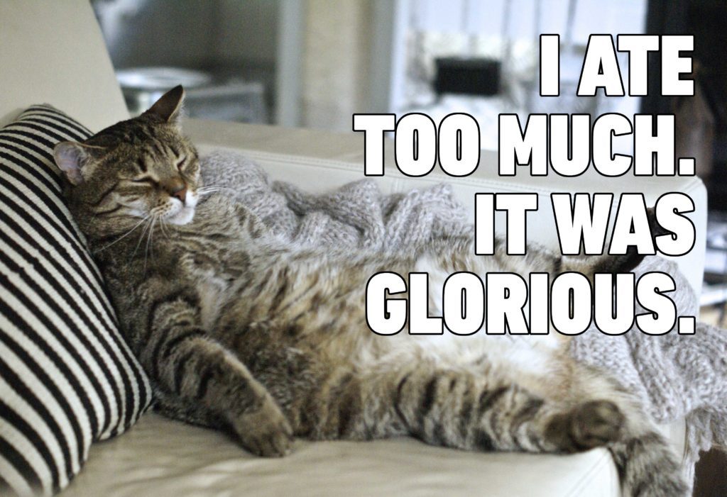 i ate too much. it was glorious cat memes funny