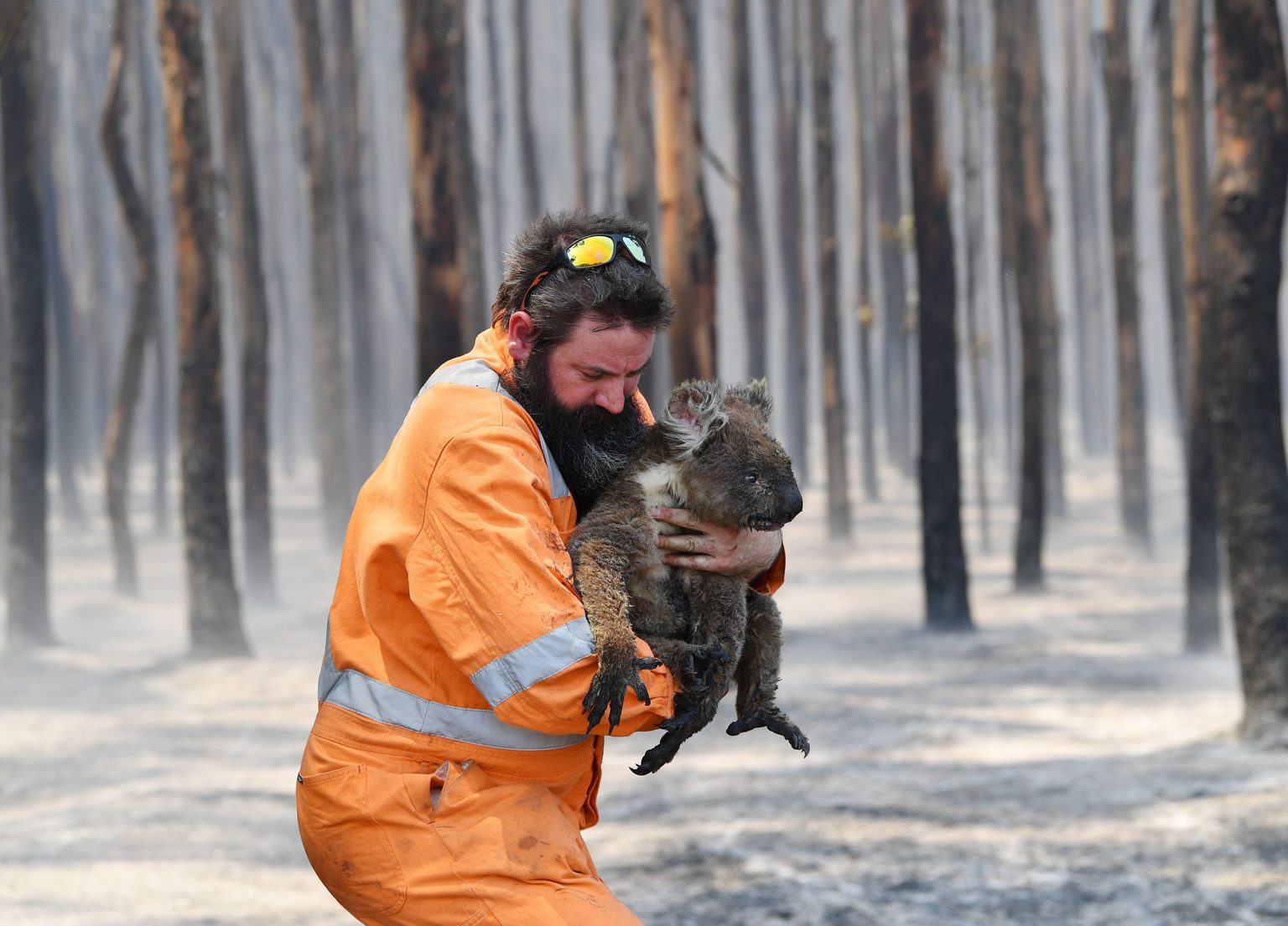 How Many Koalas Are Left in the World? Reader's Digest