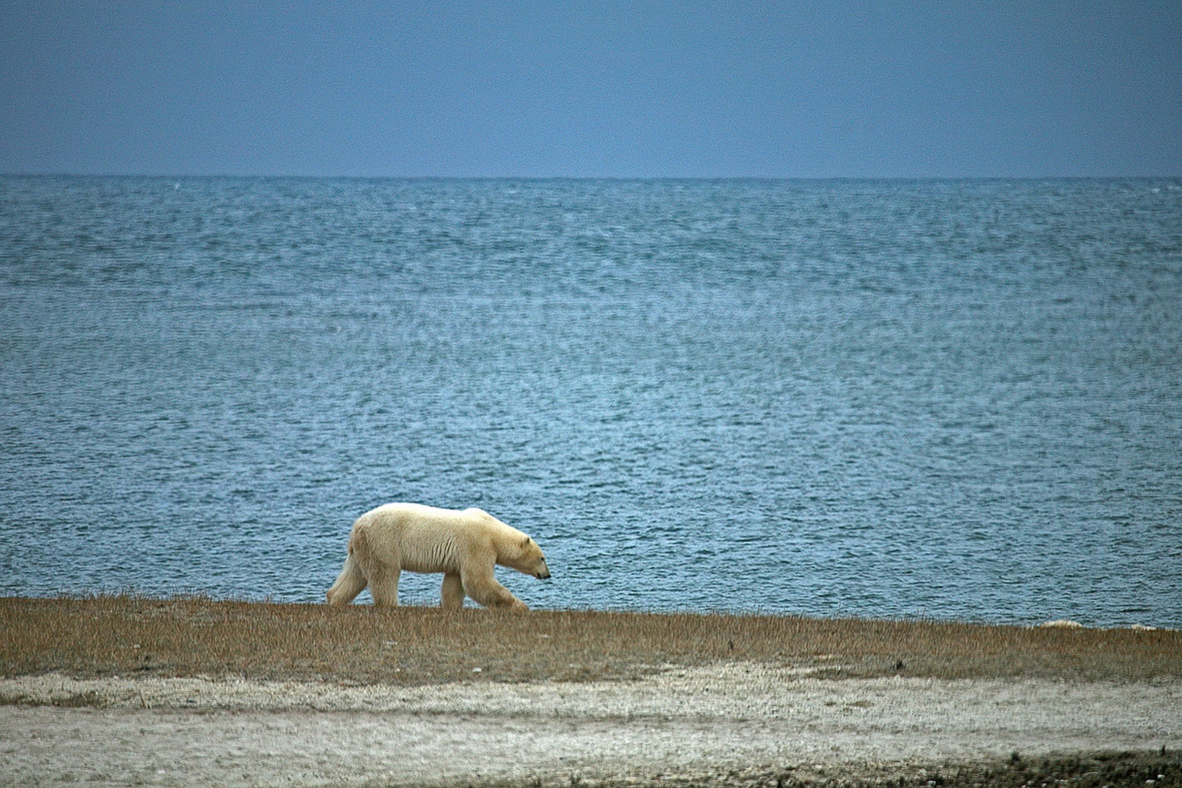 polar bear canada