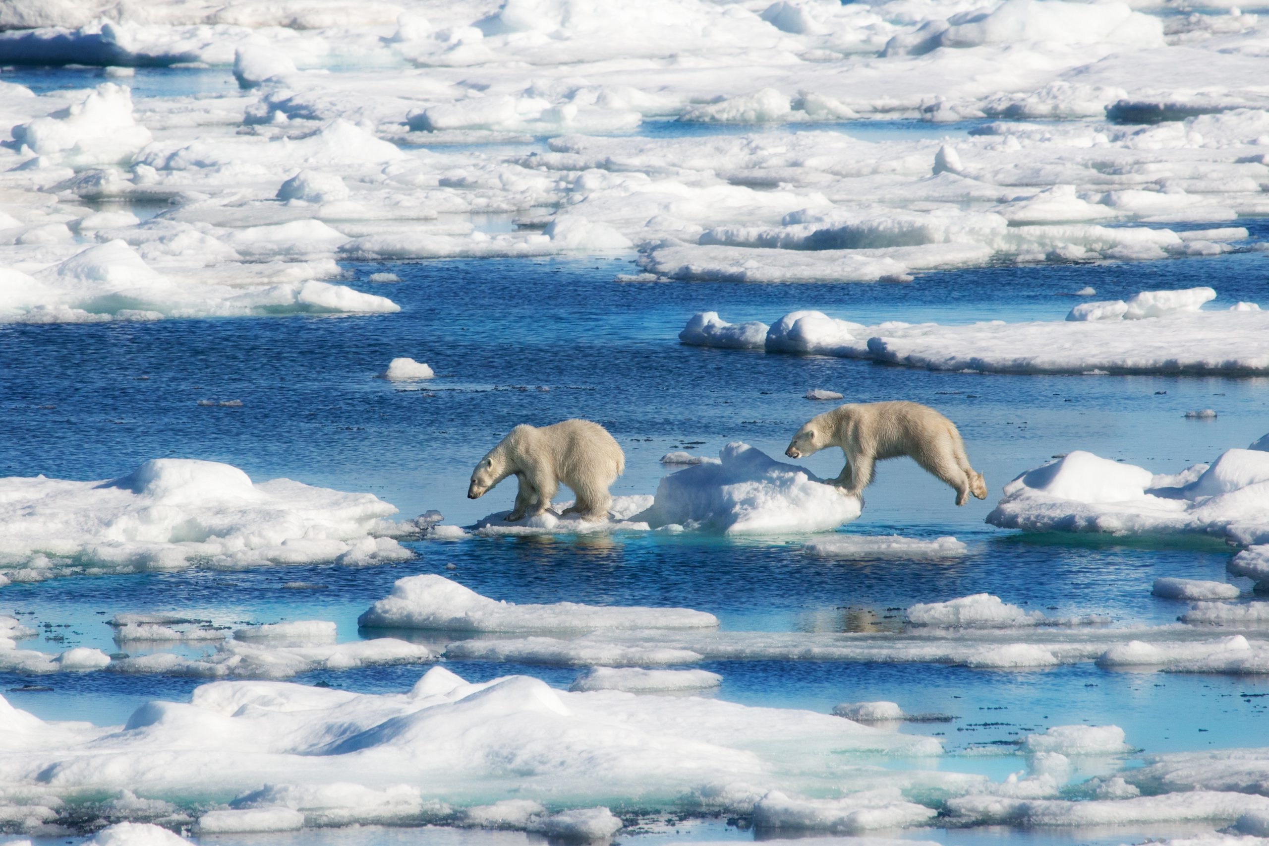 polar bears norway