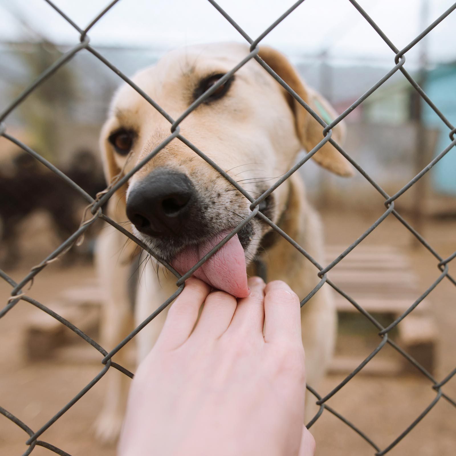 unconditional love pet rescue arkansas video