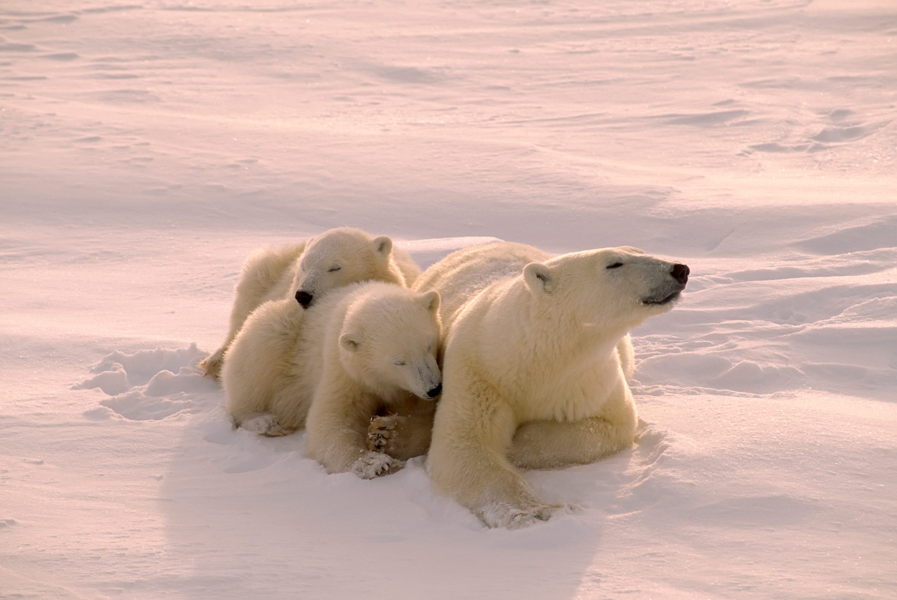 How Many Polar Bears Are Left in the World? Reader's Digest