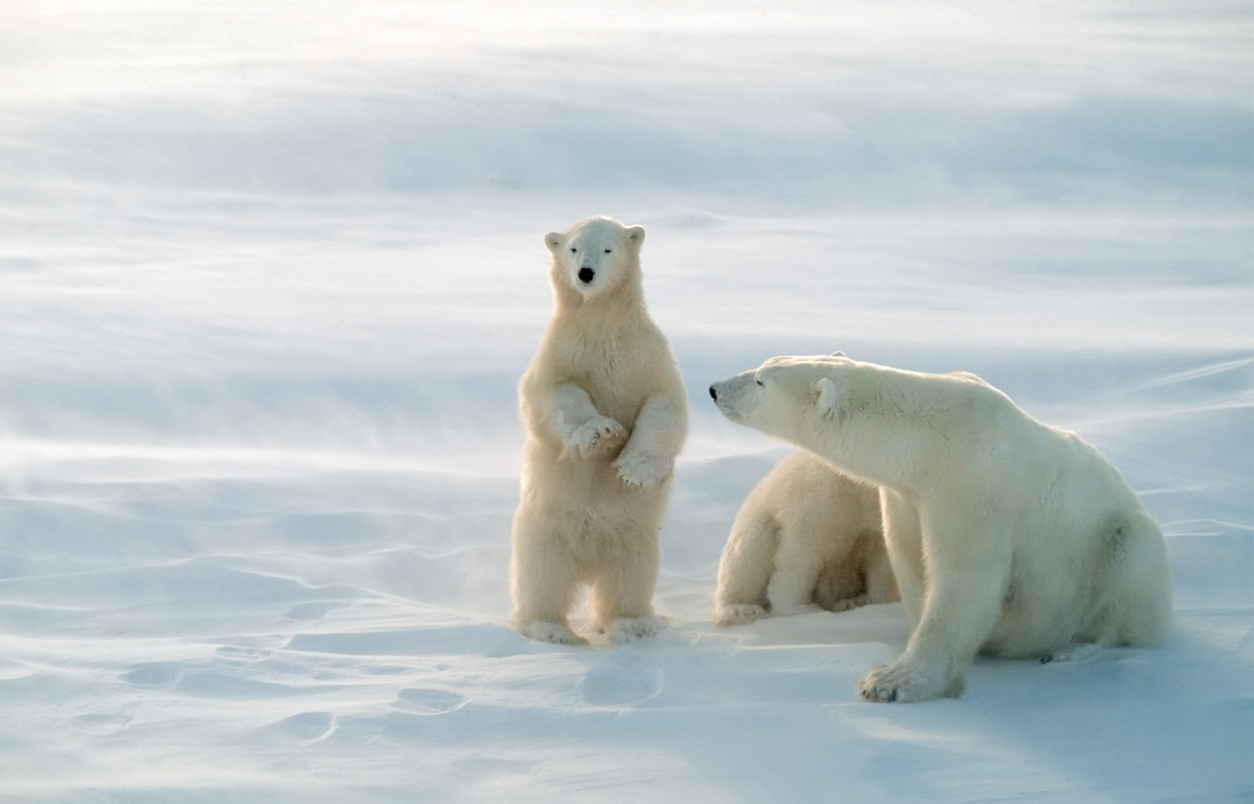 polar bears canada