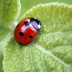How To Use Ladybugs in Your Garden