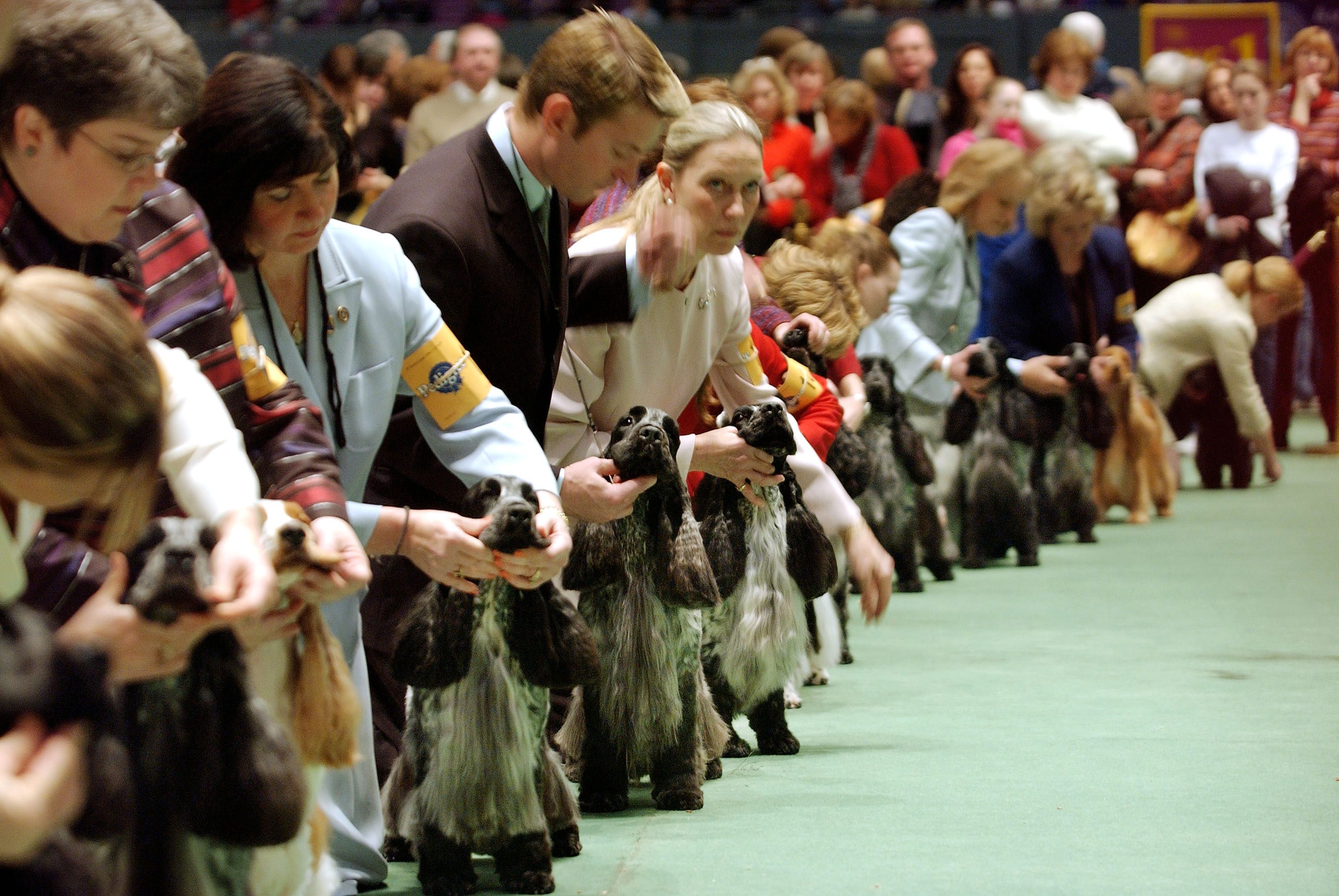 Breeds with the Most Wins at the Westminster Dog Show Reader's Digest