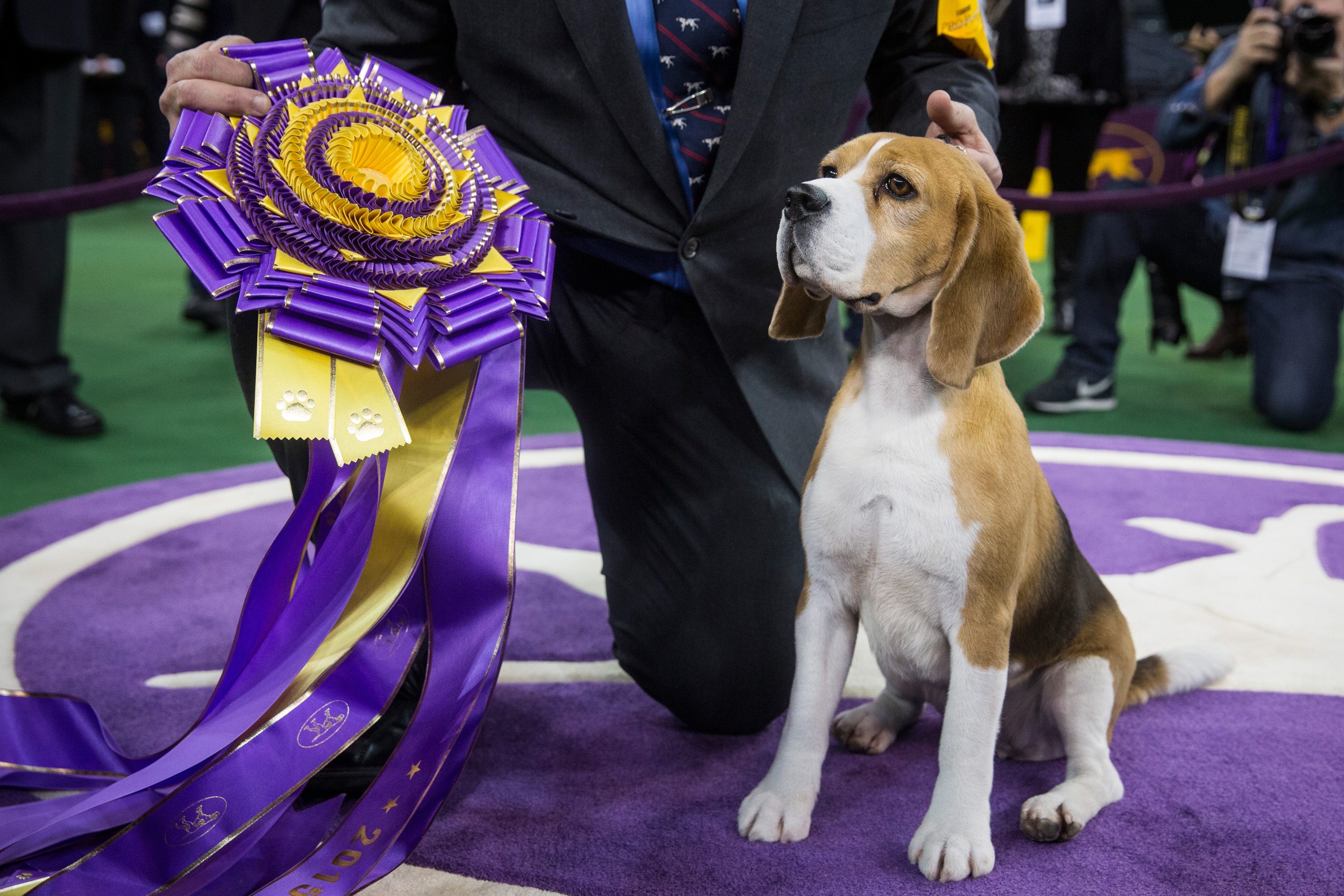 How Much Money Westminster Dog Show Winners Earn Reader's Digest