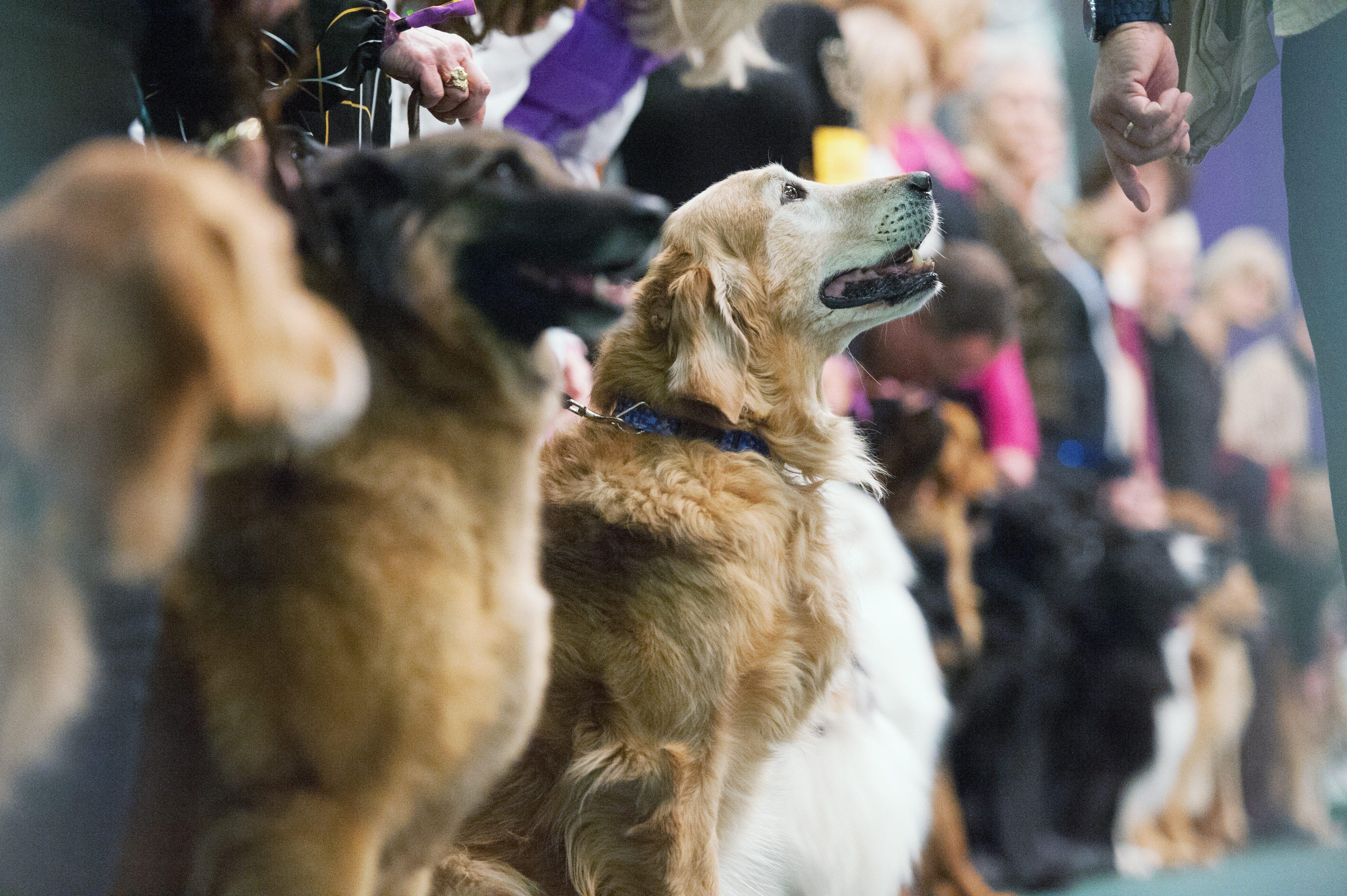 Dog Breeds At Westminster Show DOG BREAD