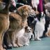 13 Facts About the Westminster Dog Show