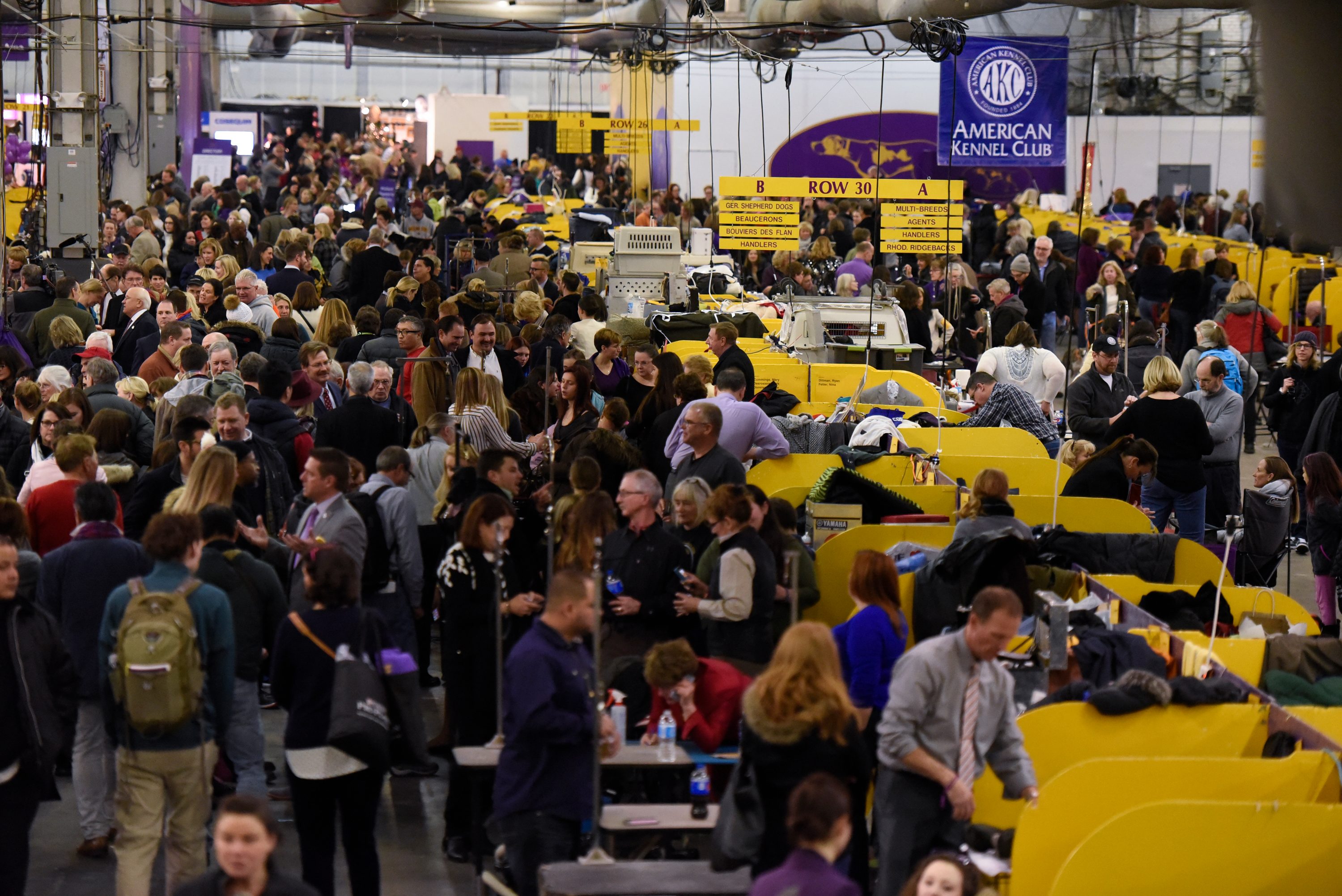 westminster dog show crowd