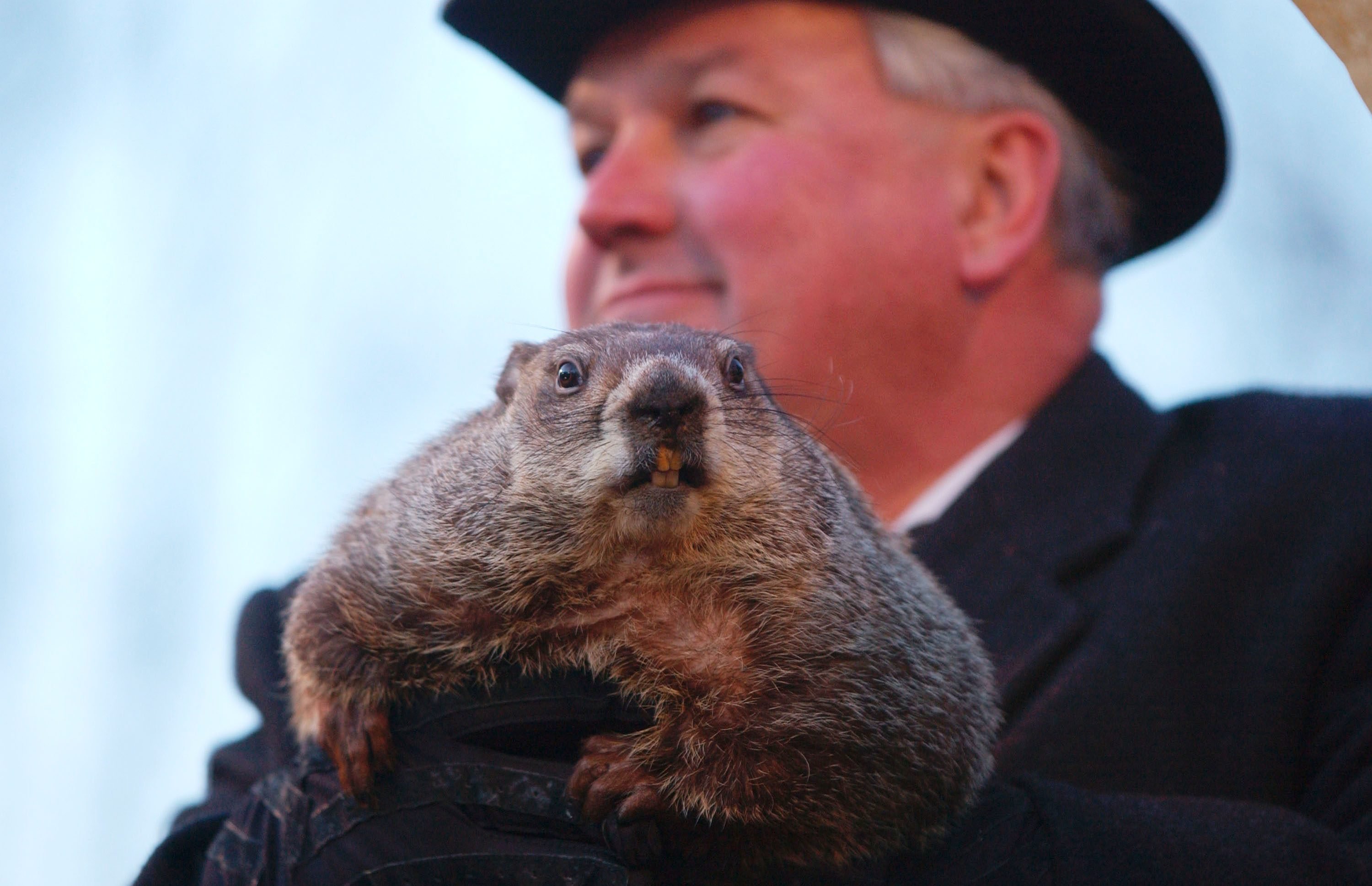 Punxsutawney Phil 