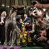 16 of the Most Unforgettable Images from the Westminster Dog Show