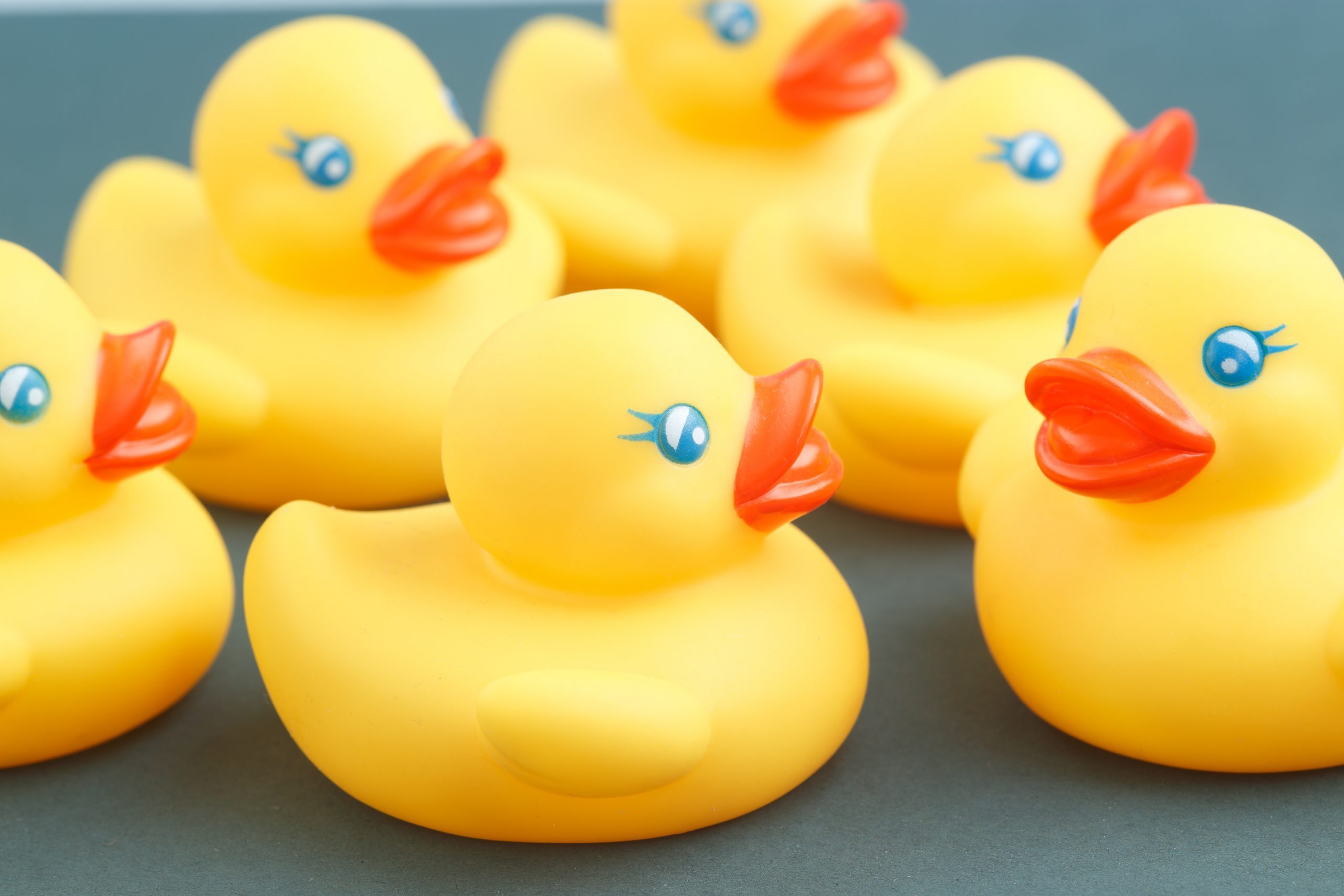 Yellow rubber ducks close up photography.