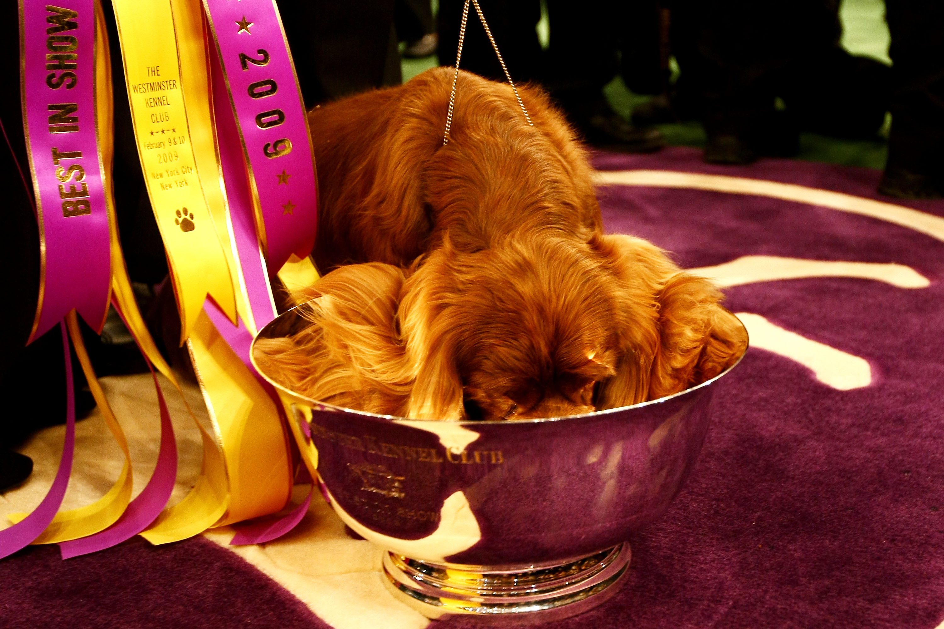 sussex spaniel winner west minster dog show