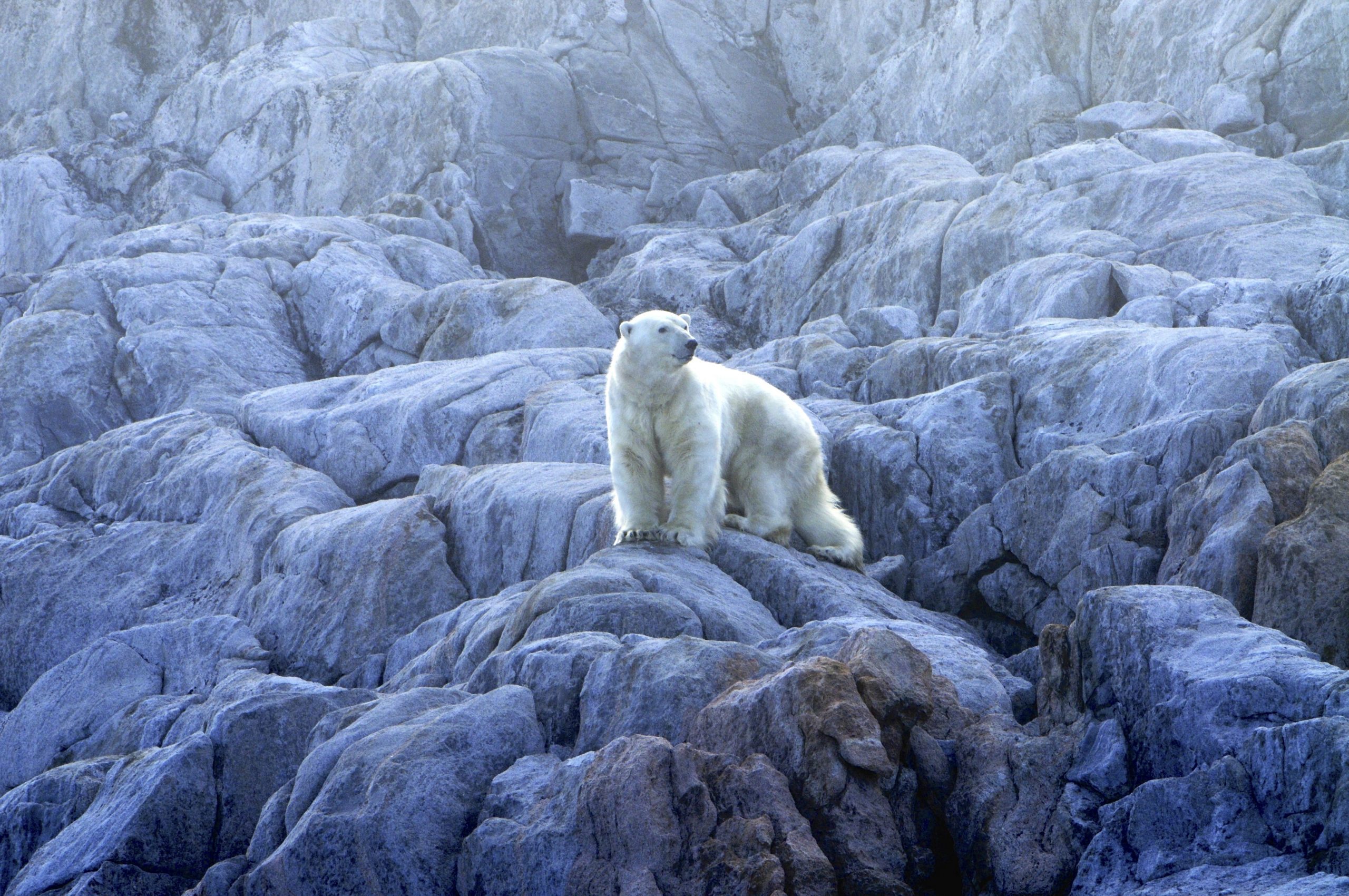 polar bear canada