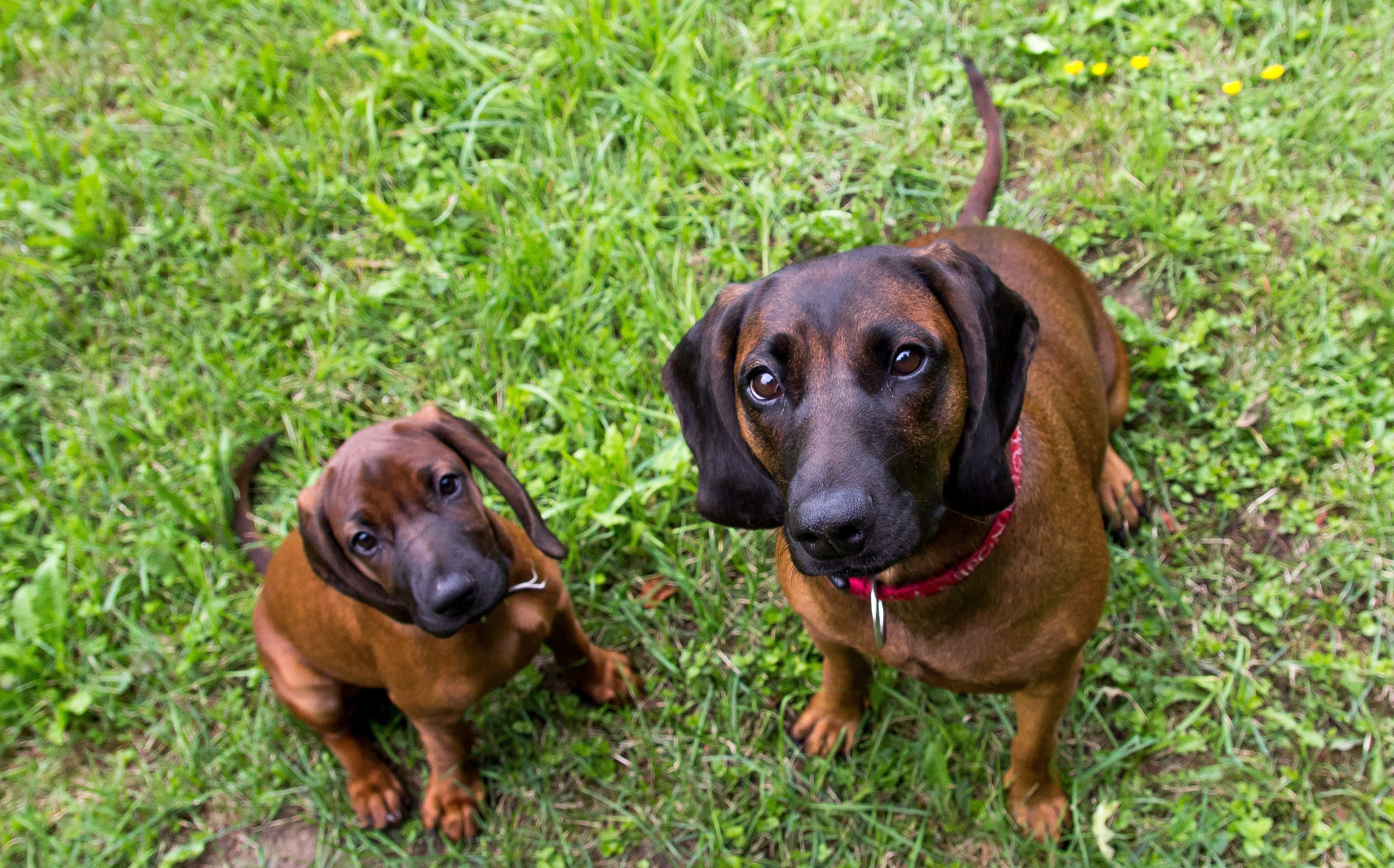 Rare Dog Breeds You Probably Dont Know About Readers Digest