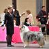 I'm a Dog Handler—Here's What It's Like to Show at the Westminster Dog Show