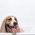 9 Medical Reasons Why Your Dog Might Smell Bad