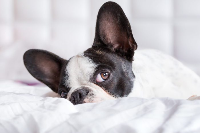 Medical Reasons Why Your Dog Might Smell Bad | Reader's Digest
