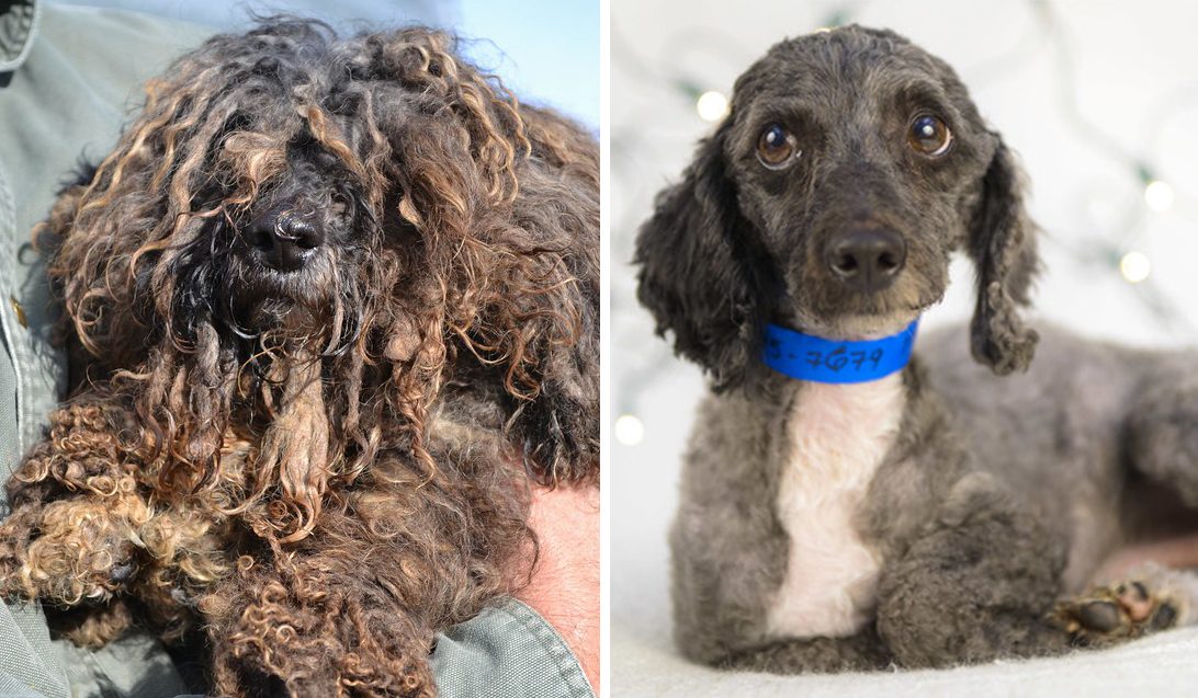 gaston rescue dog before and after