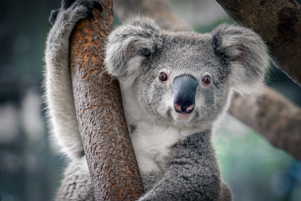 How Many Koalas Are Left in the World? Reader's Digest