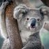 How Many Koalas Are Left in the World?