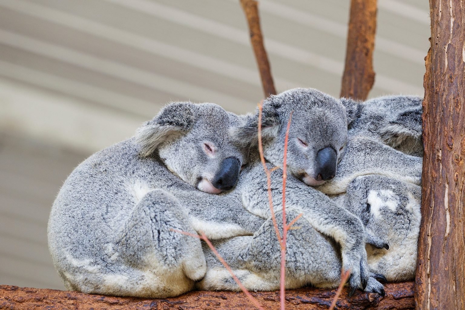 How Many Koalas Are Left in the World? Reader's Digest