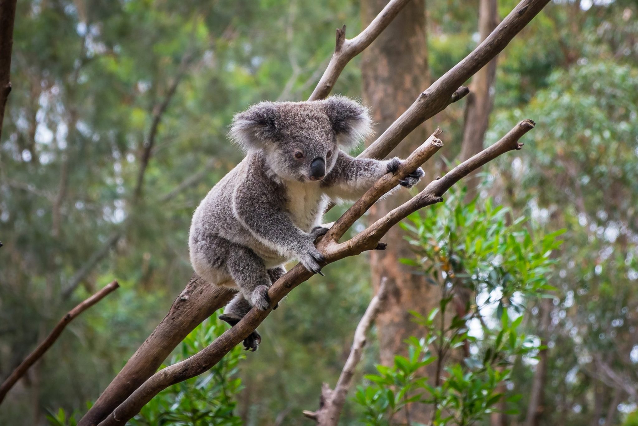 How Many Koalas Are Left in the World? Reader's Digest