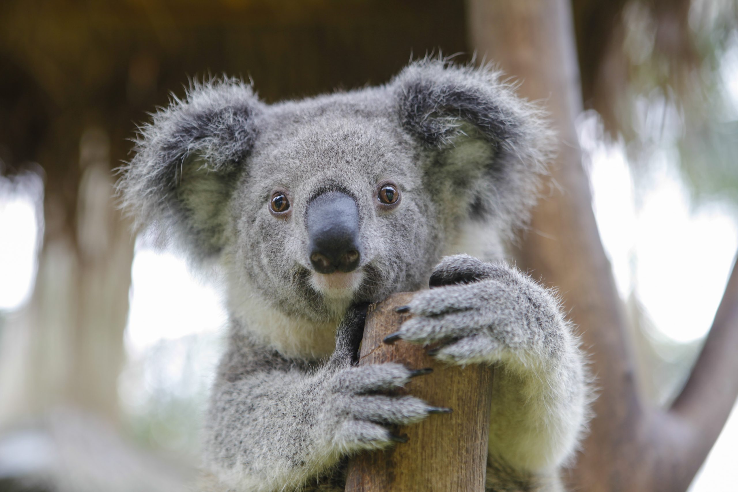 How Many Koalas Are Left in the World? Reader's Digest