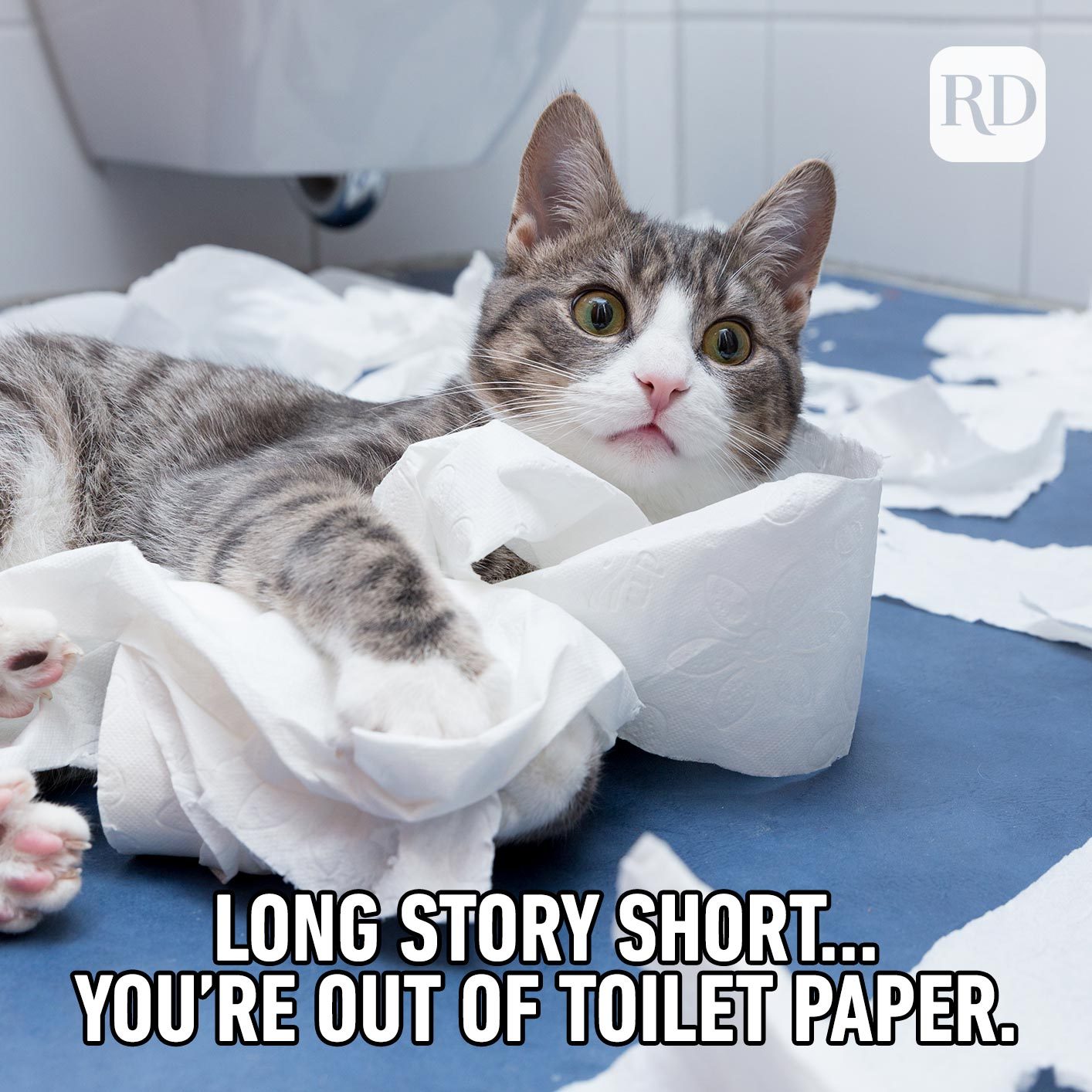 35 Cat Memes You'll Laugh at Every Time | Reader's Digest