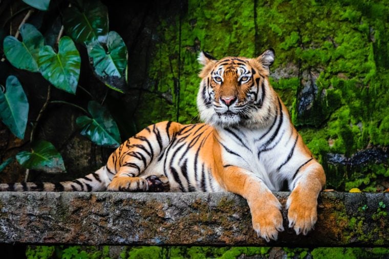 beautiful bengal tiger with lush green habitat background