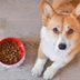13 Ingredients You Never Want in Your Pet's Food