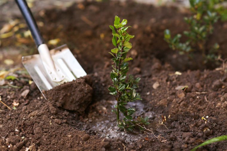 Tree planting