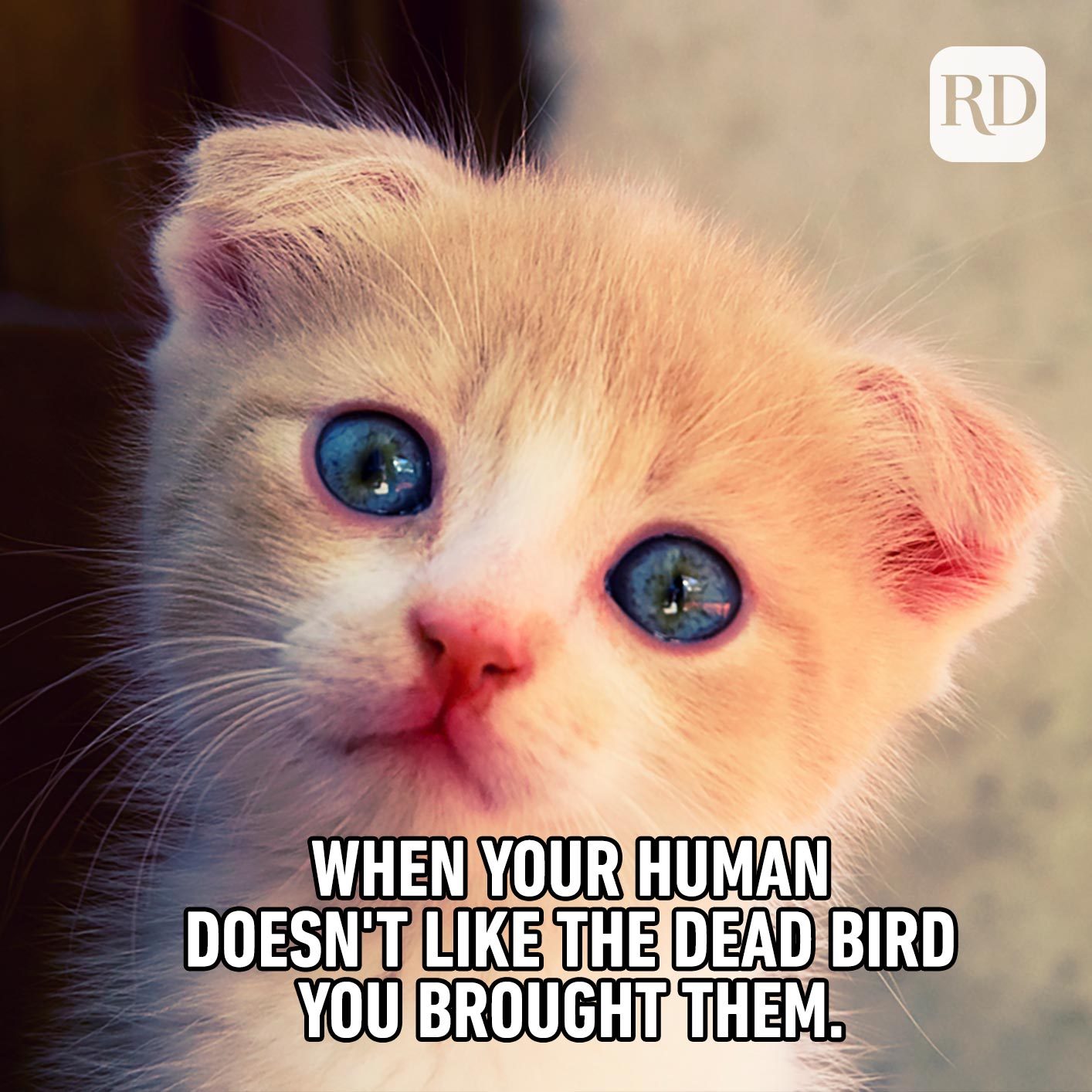 60 Cat Memes You Ll Laugh At Every Time Reader S Digest