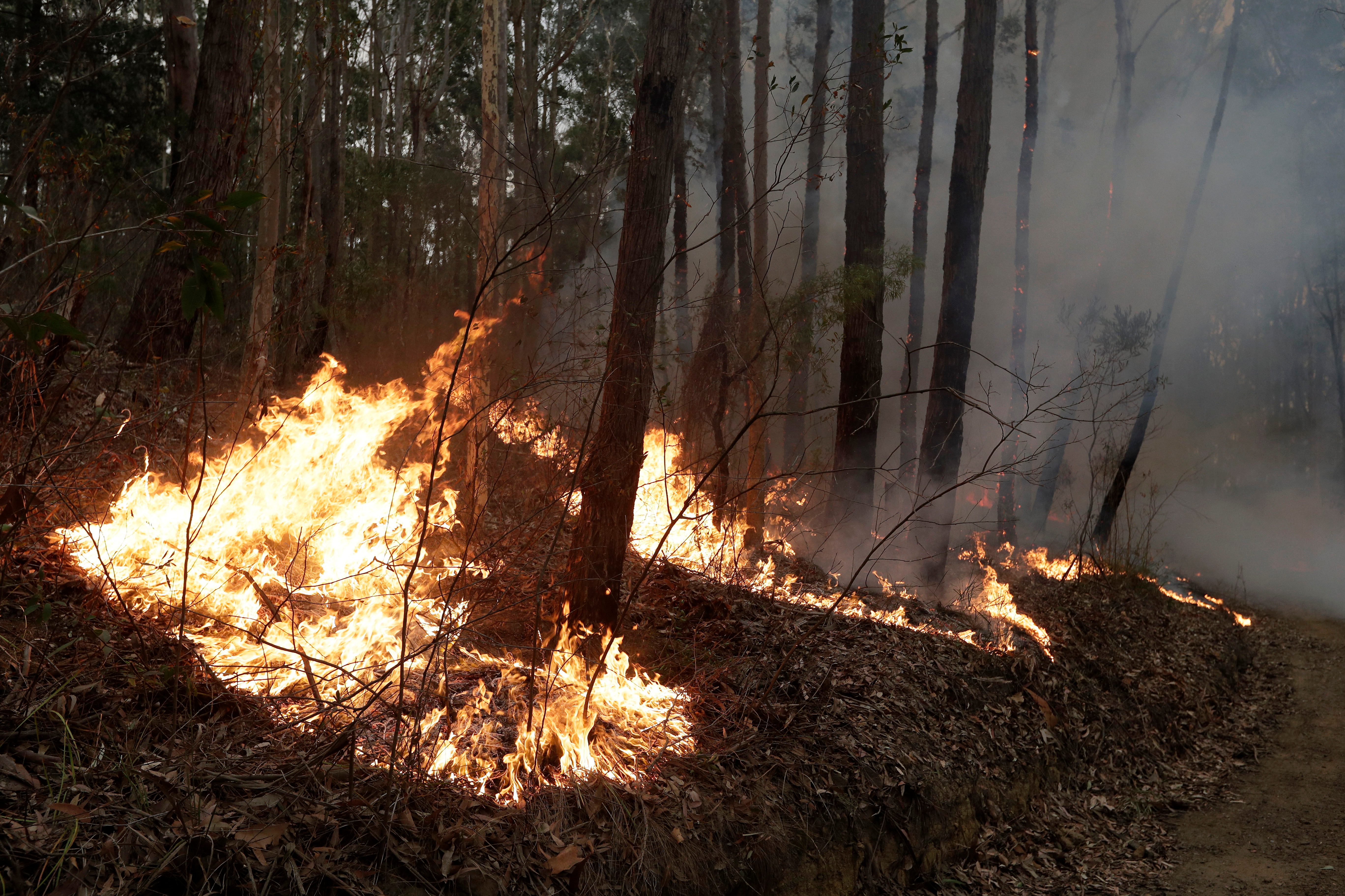 Animals That May Be Extinct After the Australia Wildfires