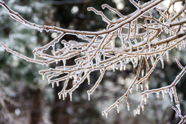 Winter frozen tree