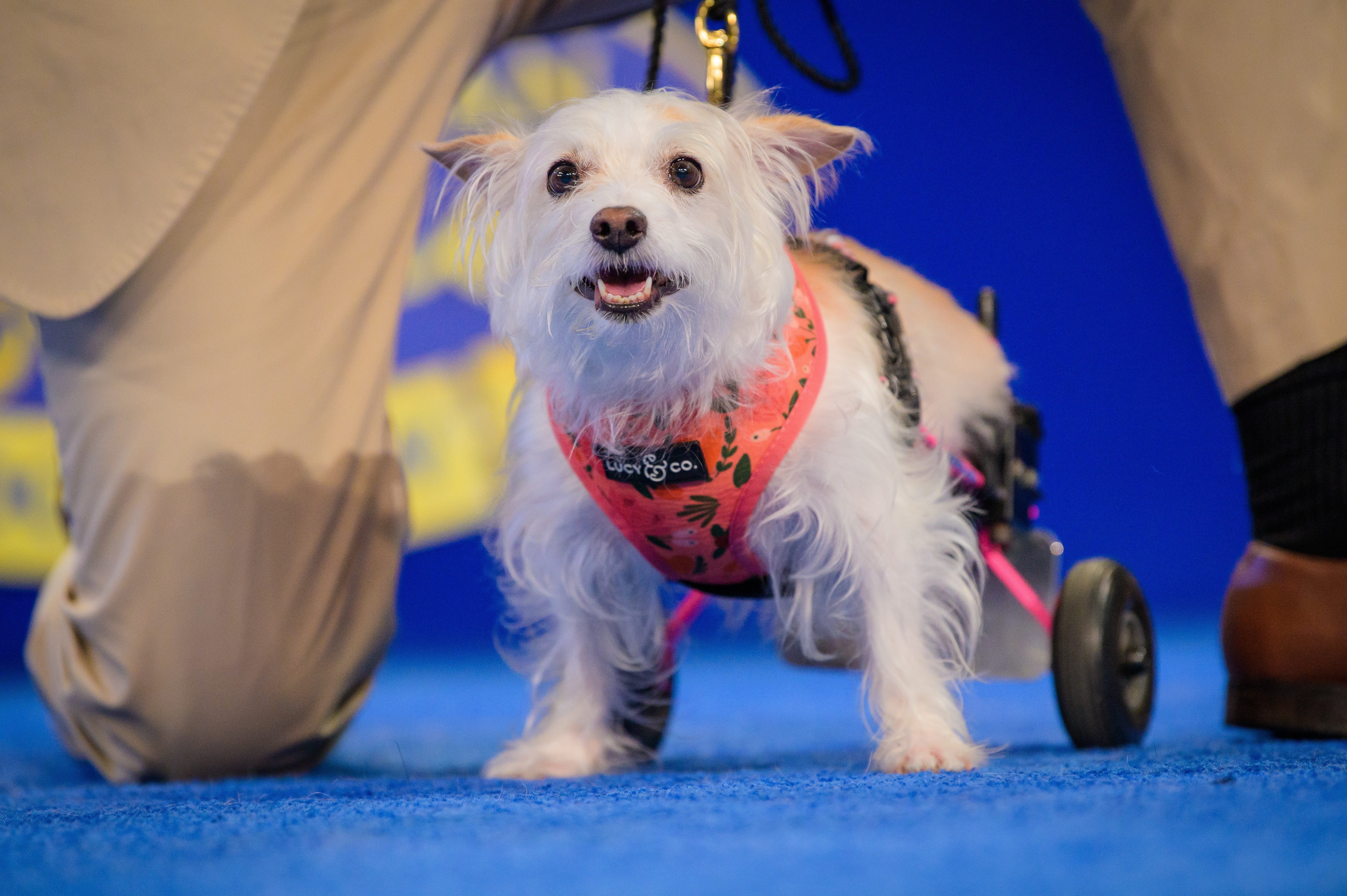 Meet the Adorable Dogs Competing in the American Rescue Dog Show