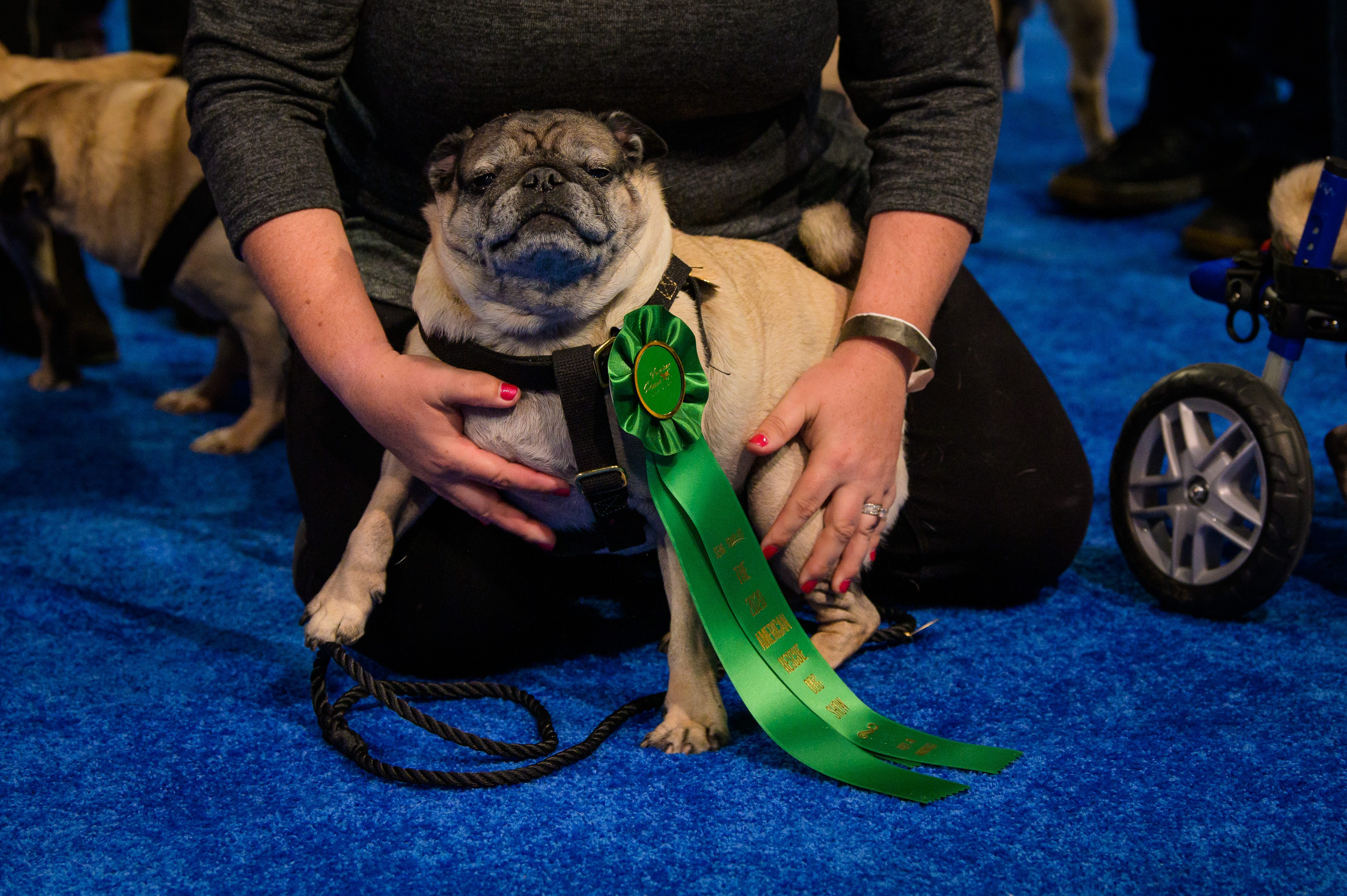 Meet the Adorable Dogs Competing in the American Rescue Dog Show