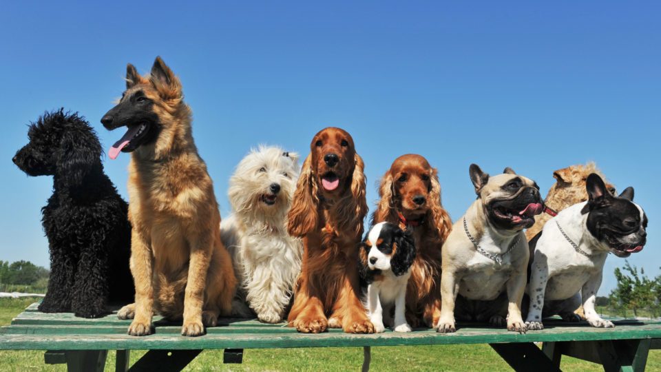 How Many Breeds of Dogs Are There in the World? Reader's Digest