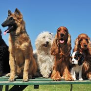 How Many Breeds Of Dogs Are There In The World Reader s Digest