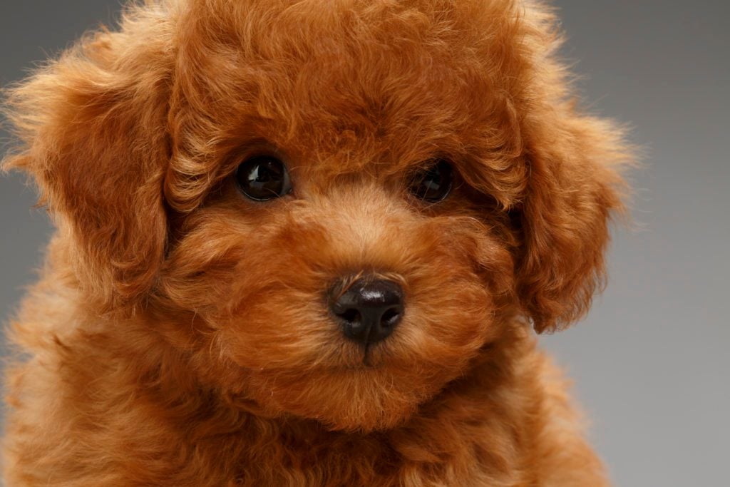 teddy bear faced poodles for sale
