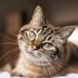 How Smart Is Your Cat? Here’s How to Tell